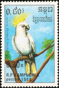 Sulphur-crested Cockatoo (Kakatoe galerita)