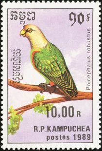 Cape Parrot (Poicephalus robustus)