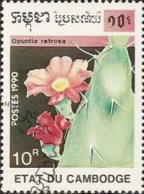 Opuntia retrosa