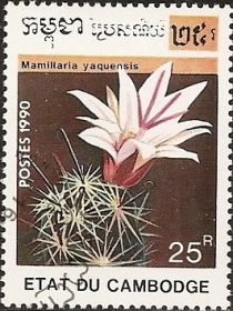 Mamillaria yaquensis