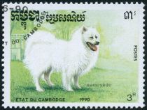 Samoyed Dog (Canis lupus familiaris)