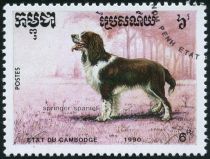 Springer Spaniel (Canis lupus familiaris)