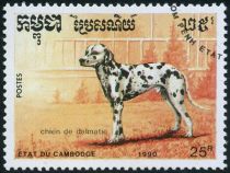 Dalmatian (Canis lupus familiaris)