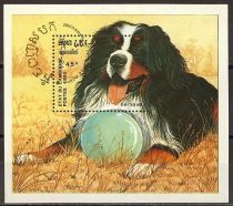 Bernese Mountain Dog (Canis lupus familiaris)