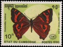 Helm's Butterfly (Dodonidia helmsi)