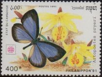 Hairstreak (Artopoetes pryeri)