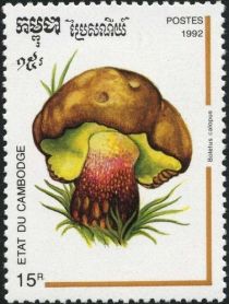 Boletus calopus