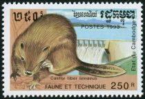 Eurasian Beaver (Castor fiber), Dam