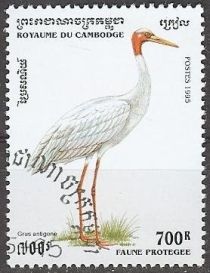 Sarus Crane (Grus antigone)