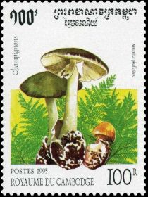 Amanita phalloides