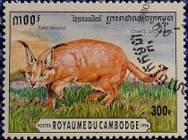 Caracal (Caracal caracal)