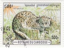 Geoffroy's Cat (Oncifelis geoffroyi)