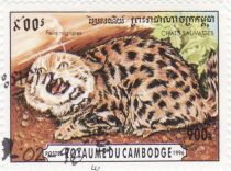 Black-footed Cat (Felis nigripes)