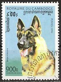 German Shepherd (Canis lupus familiaris)