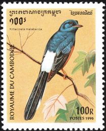 White-rumped Shama (Copsychus malabaricus)