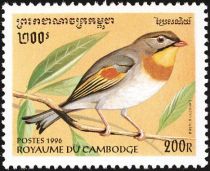 Red-billed Leiothrix (Leiothrix lutea)