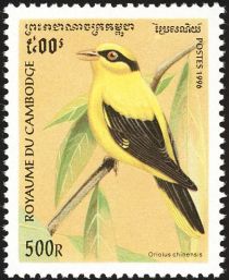 Black-naped Oriole (Oriolus chinensis)