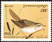 Japanese Bush Warbler (Cettia diphone)