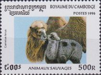 Wild Bactrian Camel (camelus bactrianus ferus)