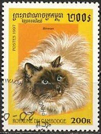 Birman (Felis silvestris catus)