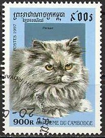 Persian (Felis silvestris catus)