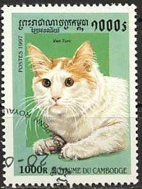 Turkish Van (Felis silvestris catus)