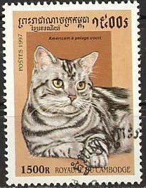 American Short-hair (Felis silvestris catus)