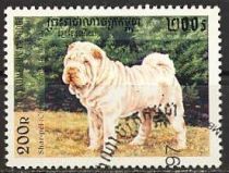 Shar-pei (Canis lupus familiaris)