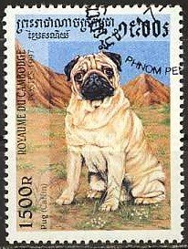 Pug (Canis lupus familiaris)