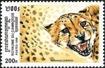 Cheetah (Acinonyx jubatus)