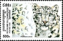 Snow Leopard (Panthera uncia)