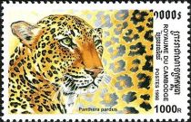 Leopard (Panthera pardus)