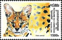 Serval (Leptailurus serval)