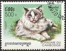 Ragdoll (Felis silvestris catus)