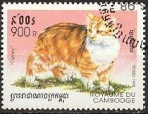 Cymric Cat (Felis silvestris catus)