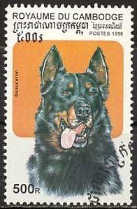 Beauceron (Canis lupus familiaris)