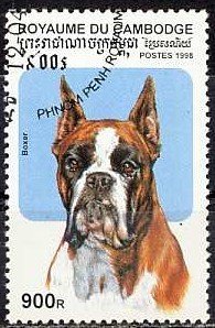 German Boxer (Canis lupus familiaris)