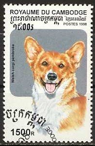 Welsh Corgi (Canis lupus familiaris)