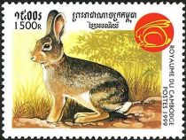 Rabbit (Family Leporidae)