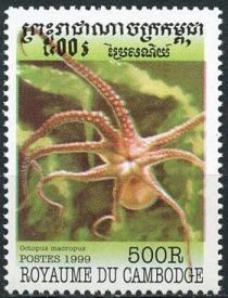 Atlantic White-spotted Octopus (Octopus macropus)