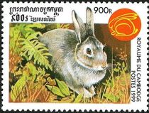 Rabbit (Family Leporidae)