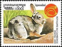 Rabbit (Family Leporidae)