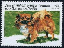 Tibetan Spaniel (Canis lupus familiaris)