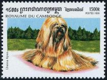 Lhasa Apso (Canis lupus familiaris)