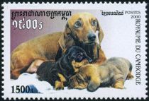 Dachshund (Canis lupus familiaris) with Pups