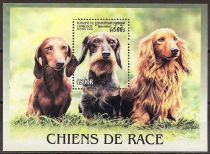 Wire-haired Dachshund (Canis lupus familiaris)