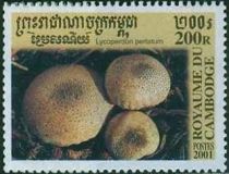 Lycoperdon Perlatum