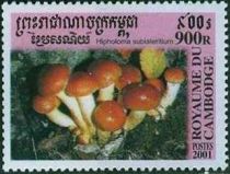 Hypholoma Sublateritium