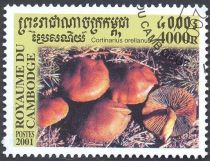 Cortinarius Orellanus