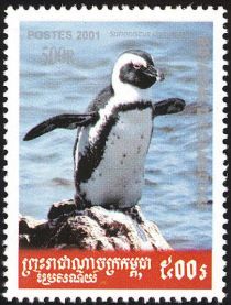 African Penguin (Spheniscus demersus)